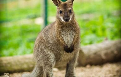 Šolsko tekmovanje – mednarodni matematični kenguru